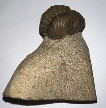 Load image into Gallery viewer, Enrolled Morocops Fossil Trilobite 1.45 Inches