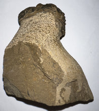 Load image into Gallery viewer, Enrolled Morocops Fossil Trilobite 1.45 Inches