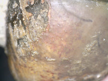 Load image into Gallery viewer, Enrolled Morocops Fossil Trilobite 1.45 Inches