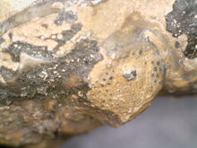 Load image into Gallery viewer, Enrolled Morocops Fossil Trilobite 1.45 Inches