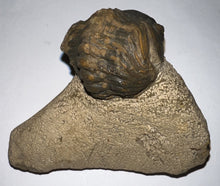 Load image into Gallery viewer, Enrolled Morocops Fossil Trilobite 1.55 Inches