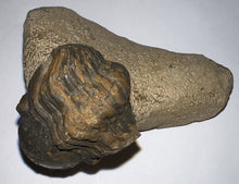 Load image into Gallery viewer, Enrolled Morocops Fossil Trilobite 1.55 Inches