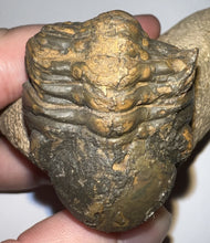 Load image into Gallery viewer, Enrolled Morocops Fossil Trilobite 1.55 Inches