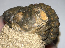 Load image into Gallery viewer, Enrolled Morocops Fossil Trilobite 1.55 Inches