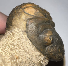 Load image into Gallery viewer, Enrolled Morocops Fossil Trilobite 1.55 Inches
