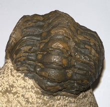 Load image into Gallery viewer, Enrolled Morocops Fossil Trilobite 1.55 Inches