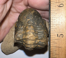 Load image into Gallery viewer, Enrolled Morocops Fossil Trilobite 1.55 Inches