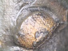 Load image into Gallery viewer, Enrolled Morocops Fossil Trilobite 1.55 Inches