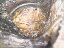 Load image into Gallery viewer, Enrolled Morocops Fossil Trilobite 1.55 Inches