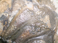 Load image into Gallery viewer, Enrolled Morocops Fossil Trilobite 1.55 Inches