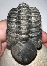 Load image into Gallery viewer, Huge Morocops Fossil Trilobite 2.5 Inches with restoration