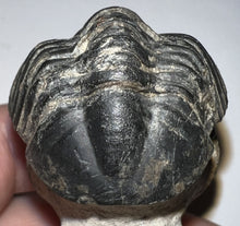 Load image into Gallery viewer, Huge Morocops Fossil Trilobite 2.5 Inches with restoration