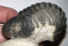 Load image into Gallery viewer, Huge Morocops Fossil Trilobite 2.5 Inches with restoration