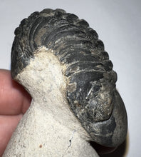 Load image into Gallery viewer, Huge Morocops Fossil Trilobite 2.5 Inches with restoration