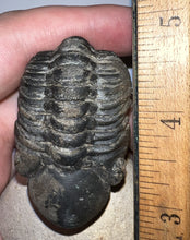 Load image into Gallery viewer, Huge Morocops Fossil Trilobite 2.5 Inches with restoration