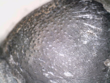 Load image into Gallery viewer, Huge Morocops Fossil Trilobite 2.5 Inches with restoration