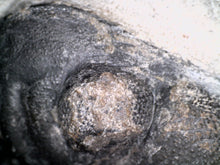 Load image into Gallery viewer, Huge Morocops Fossil Trilobite 2.5 Inches with restoration