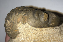 Load image into Gallery viewer, Semi Enrolled Morocops Fossil Trilobite 1.85 Inches