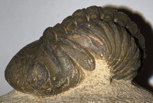 Load image into Gallery viewer, Semi Enrolled Morocops Fossil Trilobite 1.85 Inches