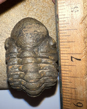 Load image into Gallery viewer, Semi Enrolled Morocops Fossil Trilobite 1.85 Inches