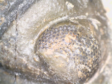 Load image into Gallery viewer, Semi Enrolled Morocops Fossil Trilobite 1.85 Inches