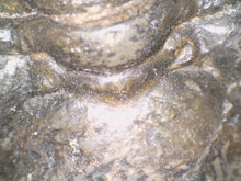 Load image into Gallery viewer, Semi Enrolled Morocops Fossil Trilobite 1.85 Inches