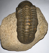 Load image into Gallery viewer, Huge Morocops Fossil Trilobite 2.75 Inches with restoration