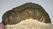 Load image into Gallery viewer, Huge Morocops Fossil Trilobite 2.75 Inches with restoration