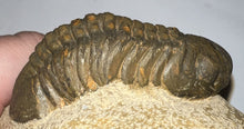 Load image into Gallery viewer, Huge Morocops Fossil Trilobite 2.75 Inches with restoration