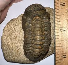 Load image into Gallery viewer, Huge Morocops Fossil Trilobite 2.75 Inches with restoration