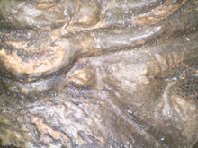 Load image into Gallery viewer, Huge Morocops Fossil Trilobite 2.75 Inches with restoration