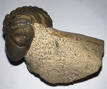 Load image into Gallery viewer, Enrolled Morocops Fossil Trilobite 1.41 Inches