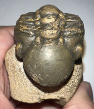 Load image into Gallery viewer, Enrolled Morocops Fossil Trilobite 1.41 Inches