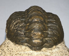 Load image into Gallery viewer, Enrolled Morocops Fossil Trilobite 1.41 Inches