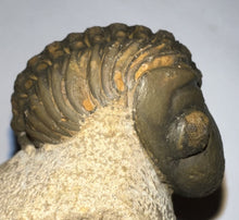Load image into Gallery viewer, Enrolled Morocops Fossil Trilobite 1.41 Inches