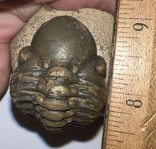 Load image into Gallery viewer, Enrolled Morocops Fossil Trilobite 1.41 Inches