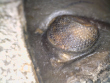 Load image into Gallery viewer, Enrolled Morocops Fossil Trilobite 1.41 Inches