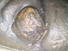 Load image into Gallery viewer, Enrolled Morocops Fossil Trilobite 1.41 Inches