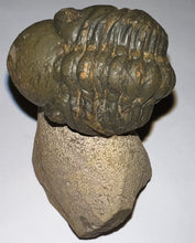 Load image into Gallery viewer, Semi Enrolled Morocops Fossil Trilobite 1.82 Inches