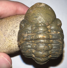 Load image into Gallery viewer, Semi Enrolled Morocops Fossil Trilobite 1.82 Inches