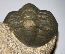 Load image into Gallery viewer, Semi Enrolled Morocops Fossil Trilobite 1.82 Inches