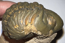 Load image into Gallery viewer, Semi Enrolled Morocops Fossil Trilobite 1.82 Inches