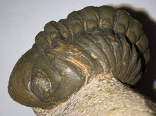 Load image into Gallery viewer, Semi Enrolled Morocops Fossil Trilobite 1.82 Inches