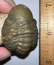 Load image into Gallery viewer, Semi Enrolled Morocops Fossil Trilobite 1.82 Inches