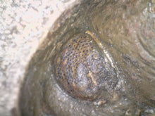 Load image into Gallery viewer, Semi Enrolled Morocops Fossil Trilobite 1.82 Inches