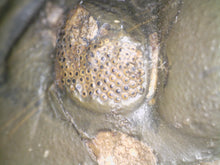 Load image into Gallery viewer, Semi Enrolled Morocops Fossil Trilobite 1.82 Inches