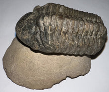 Load image into Gallery viewer, Huge Morocops Fossil Trilobite 2.5 Inches