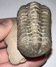 Load image into Gallery viewer, Huge Morocops Fossil Trilobite 2.5 Inches