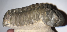 Load image into Gallery viewer, Huge Morocops Fossil Trilobite 2.5 Inches