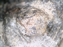 Load image into Gallery viewer, Huge Morocops Fossil Trilobite 2.5 Inches